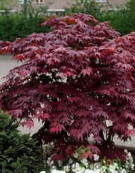 Javor pahljačasti Bloodgood (Acer Palmatum)