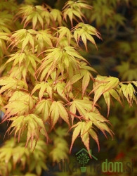 Javor pahljačasti Katsura (Acer Palmatum)