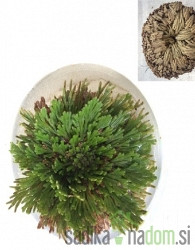 Jerihonska roža (Selaginella lepidophylla)