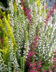 Jesenska vresa (Calluna Vulgaris Garden Girls)