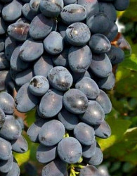 Trta Jupiter Kishmish - brez pečk