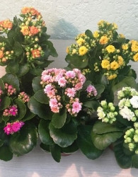 Kalanhoja (Kalanchoe) 