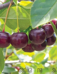 Kanadska grmičasta sladka višnja Carmine Jewel