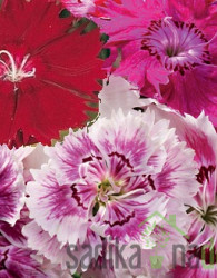 Seme Kitajski nageljček mešanica 3138