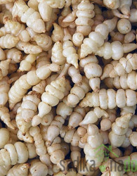 Chorogi/Kitajska artičoka (stachys sieboldii)