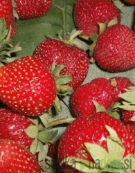 Jagoda Murano - VEČRODNA (100kom)