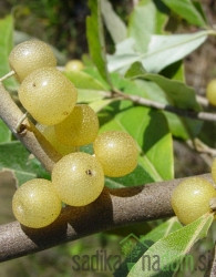 Kobulasta oljčica Fortunella
