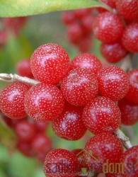 Kobulasta oljčica Sweet’n’Sour