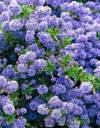 Koprivček (Ceanothus)
