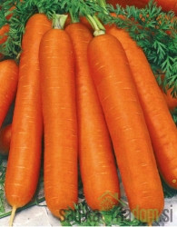 Seme Korenček Lange Rote Stumpfe ohne Herz 