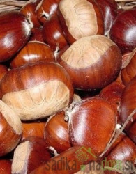 Kostanj / Maroni Precoce Migoule