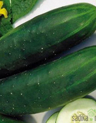 Seme kumare Montebello F1