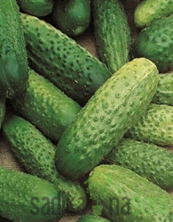 Seme kumare National 637