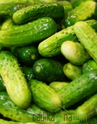 Seme Kumarice za vlaganje Pariški kornišon-Parisian pickl A637