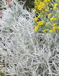 Laški smilj / Curry Plant (Helichrysum Italicum)