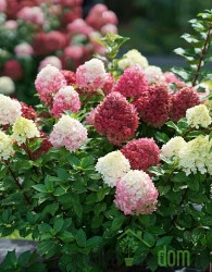 Latasta hortenzija (Hydrangea paniculata) 