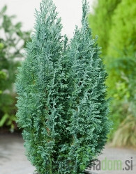 Lawsonova pacipresa Ellwoodii (Chamaecyparis lawsoniana)