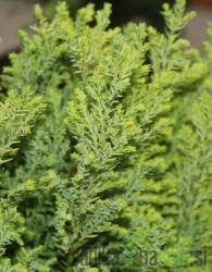Lawsonova pacipresa Ellwood's Gold (Chamaecyparis lawsoniana)