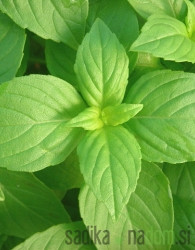 Seme Limonska bazilika A1081