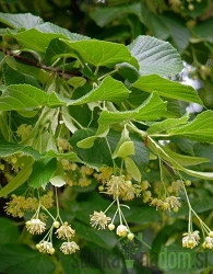 Lipovec (Tilia Cordata)