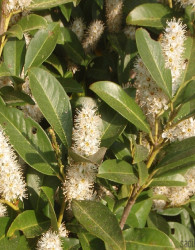 Lovorikovec Rotundifolia (Prunus laurocerasus)