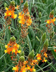 Mačji rep (bulbinella)