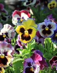 Mačeha (Viola hortensis)