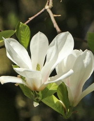 Tulipanova Magnolija (Magnolia) Soulangiana Alba Superba 