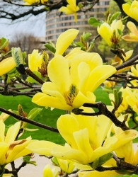 Magnolija Yellow River (Magnolia)
