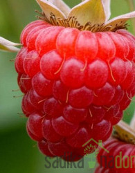 Malina Dolomia (rubus ideaus) - 2X RODNA