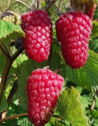 Malina Dorotea (rubus ideaus) - 2x RODNA