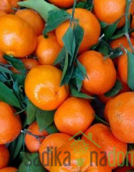 Mandarina Comune- navadna mandarina