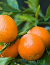 Mandarina Clementine / Klementina