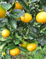 Mandarina Kavano Wase