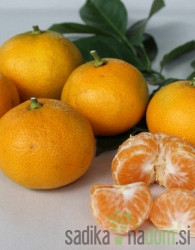Mandarina Okitsu
