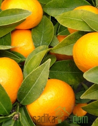 Mandarina Zorica rana