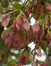 Mandžurski javor (Acer Tataricum)