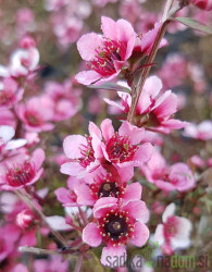 Manuka - čajni grm - MEDOVITA RASTLINA