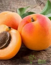 Marelica Debeli Flokar - ZELO DEBELA avtohtona