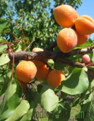 Marelica Novosadska kasnocvetna - REDKO POZEBE