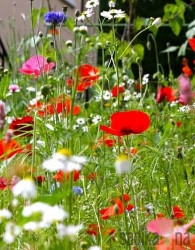 Seme Cvetje Mešanice Za Metulje Butterfly