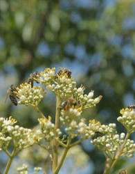 Evodija (Tetradium danielli) - MEDOVITA RASTLINA