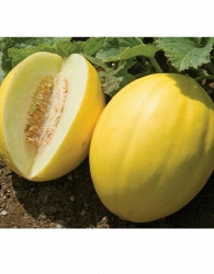 Melona medena Timon
