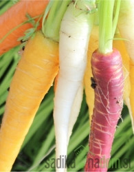 Seme Korenček Pisana Mešanica 182