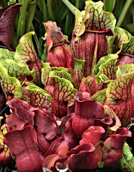 Mesojedka (Sarracenia species)