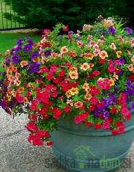 Milijon zvončkov (Calibrachoa Millionbells)
