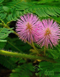 Sramežljiva mimoza (Mimosa Pudica)