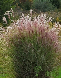 Miskantus (miscanthus sinensis) Ferner Osten - Kitajski trstikovec