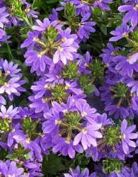 Modri čudež (Scaevola saligna)