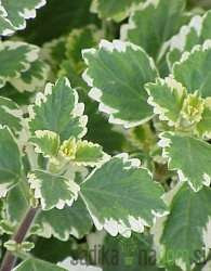 Moljevka (Plectranthus sp.)